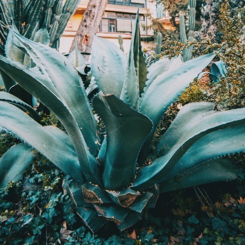 Agave Ferox — plante et accessoire de jardin à Marrakech