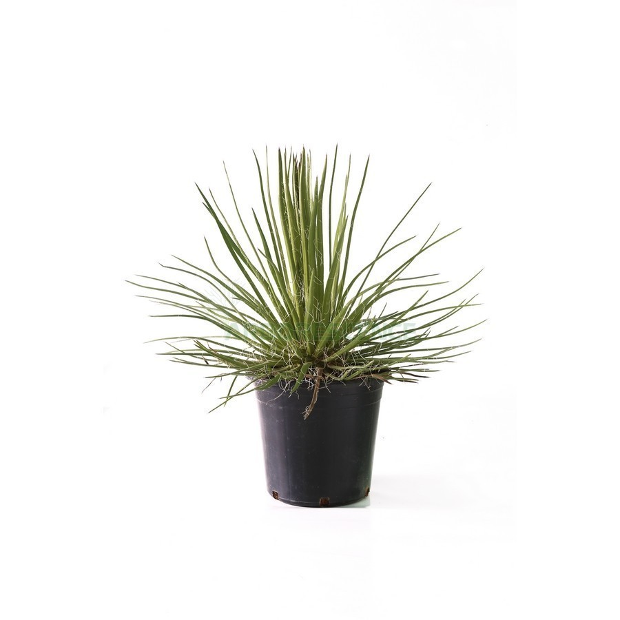 Agave Filifera — plante et accessoire de jardin à Marrakech