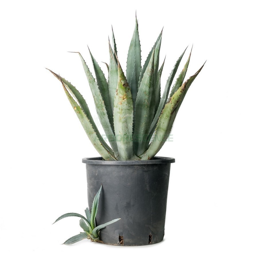 Agave Franzosinii — plante et accessoire de jardin à Marrakech