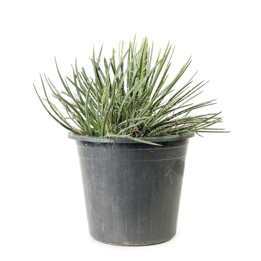 Agave Geminiflora — plante et accessoire de jardin à Marrakech