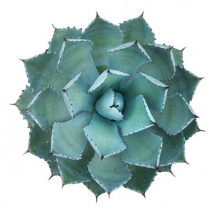 Agave Guadalajarana — plante et accessoire de jardin à Marrakech