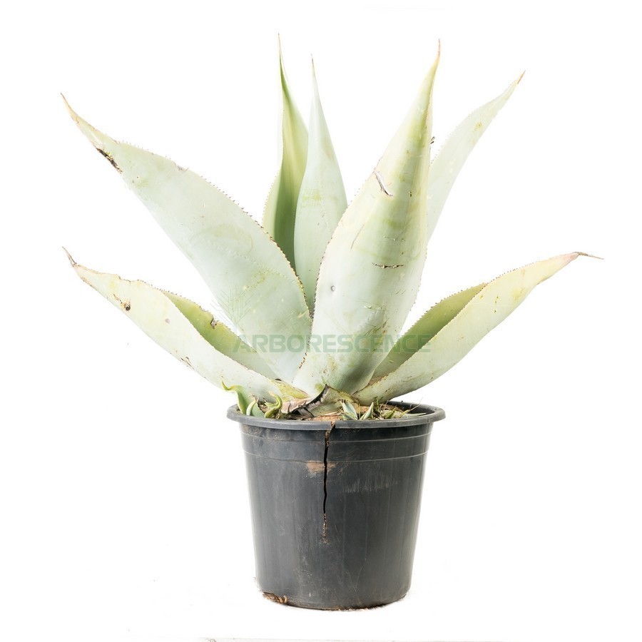 Agave Guingola — plante et accessoire de jardin à Marrakech