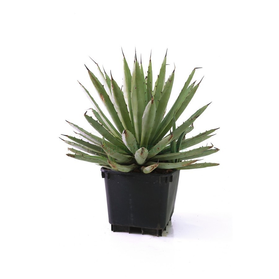Agave Macroacantha — plante et accessoire de jardin à Marrakech