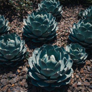 Agave Parryi — plante et accessoire de jardin à Marrakech