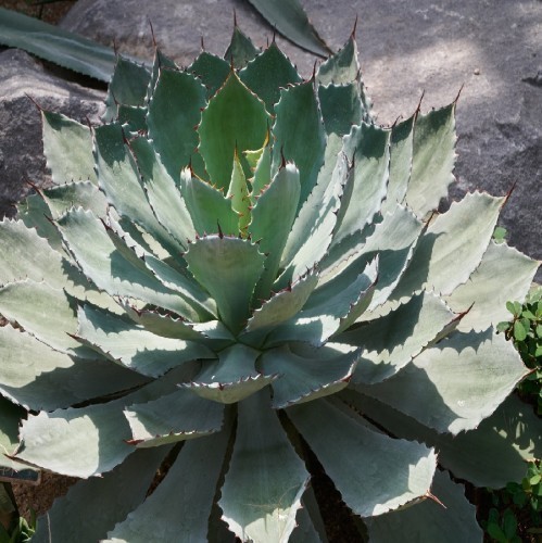 Agave Potatorum — plante et accessoire de jardin à Marrakech