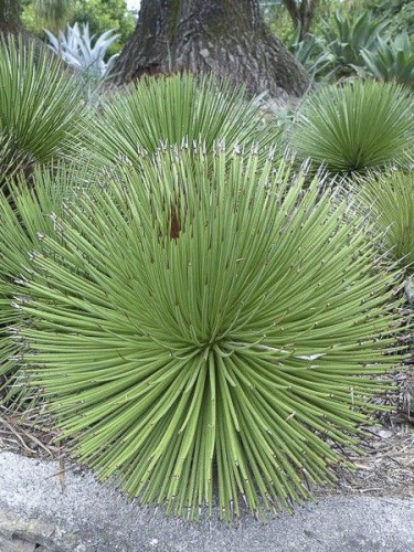 Agave Stricta — plante et accessoire de jardin à Marrakech