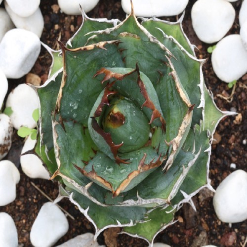 Agave Titanota — plante et accessoire de jardin à Marrakech