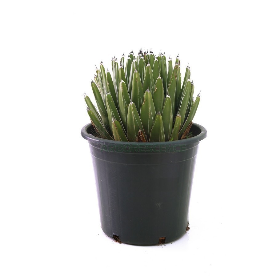 Agave Victoria Reginae — plante et accessoire de jardin à Marrakech