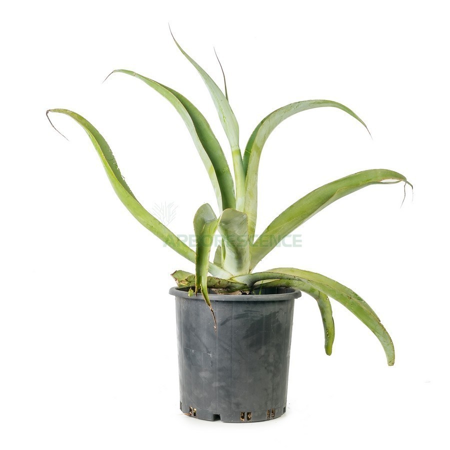 Agave Vilmoriniana — plante et accessoire de jardin à Marrakech