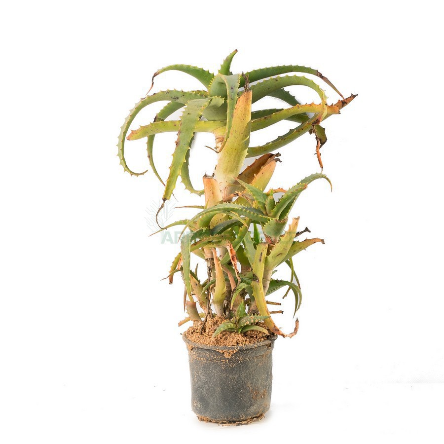 Aloe Arborescens — plante et accessoire de jardin à Marrakech