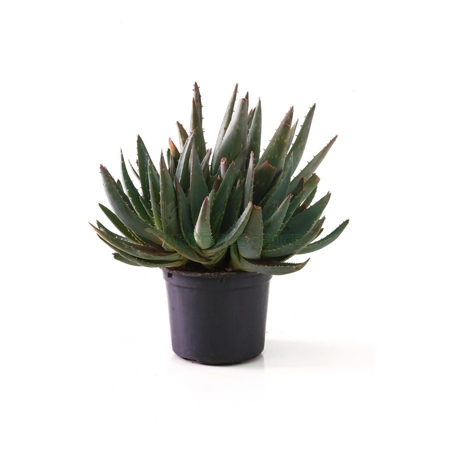Aloe Brevifolia — plante et accessoire de jardin à Marrakech