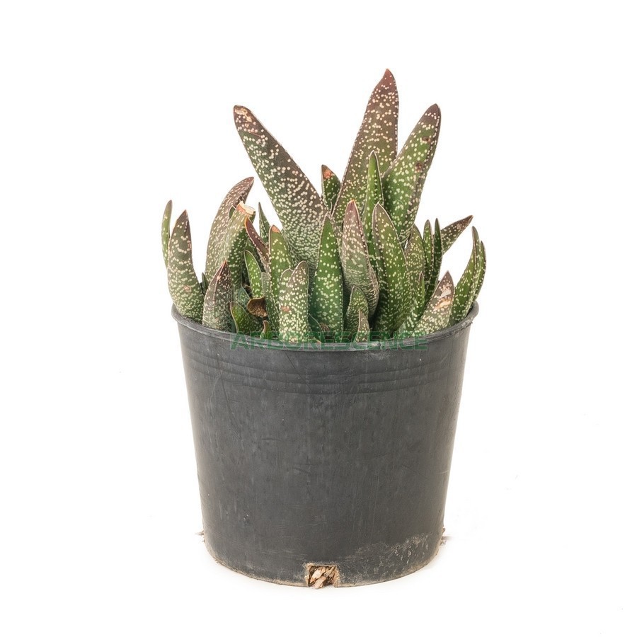 Aloe Gasteria Nitida — plante et accessoire de jardin à Marrakech