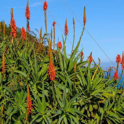 Aloe Grandiflora — plante et accessoire de jardin à Marrakech