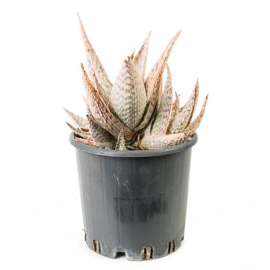 Aloe Lateritia — plante et accessoire de jardin à Marrakech