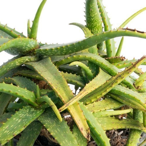 Aloe Maculata — plante et accessoire de jardin à Marrakech