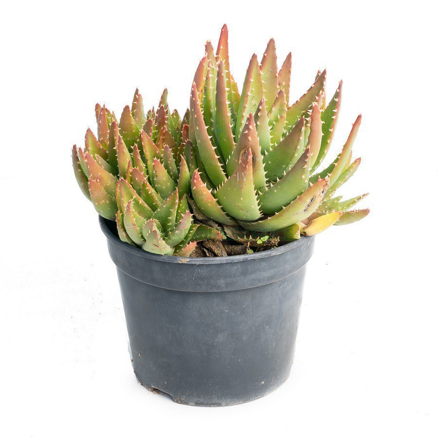 Aloe Mitriformis — plante et accessoire de jardin à Marrakech