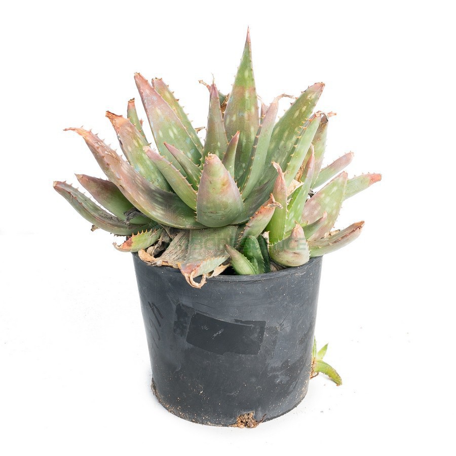 Aloe Saponaria — plante et accessoire de jardin à Marrakech