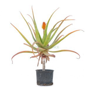 Aloe Specionsa — plante et accessoire de jardin à Marrakech