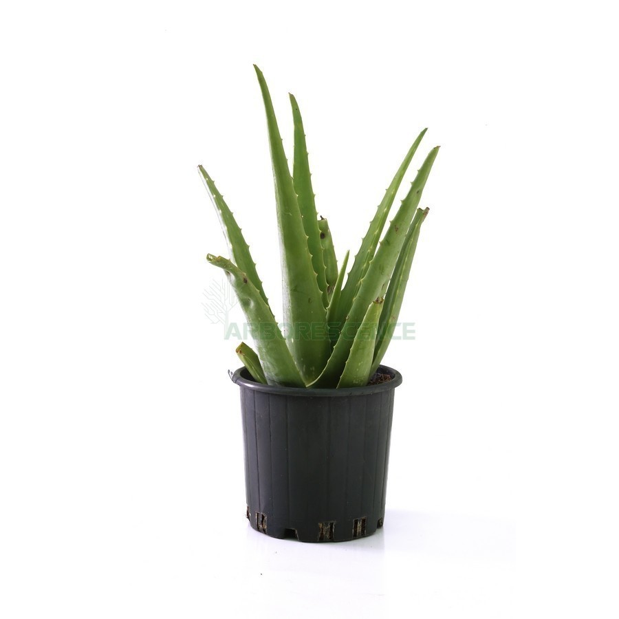 Aloe Vera — plante et accessoire de jardin à Marrakech
