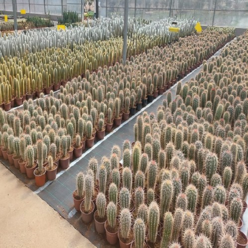 Cactus — plante et accessoire de jardin à Marrakech