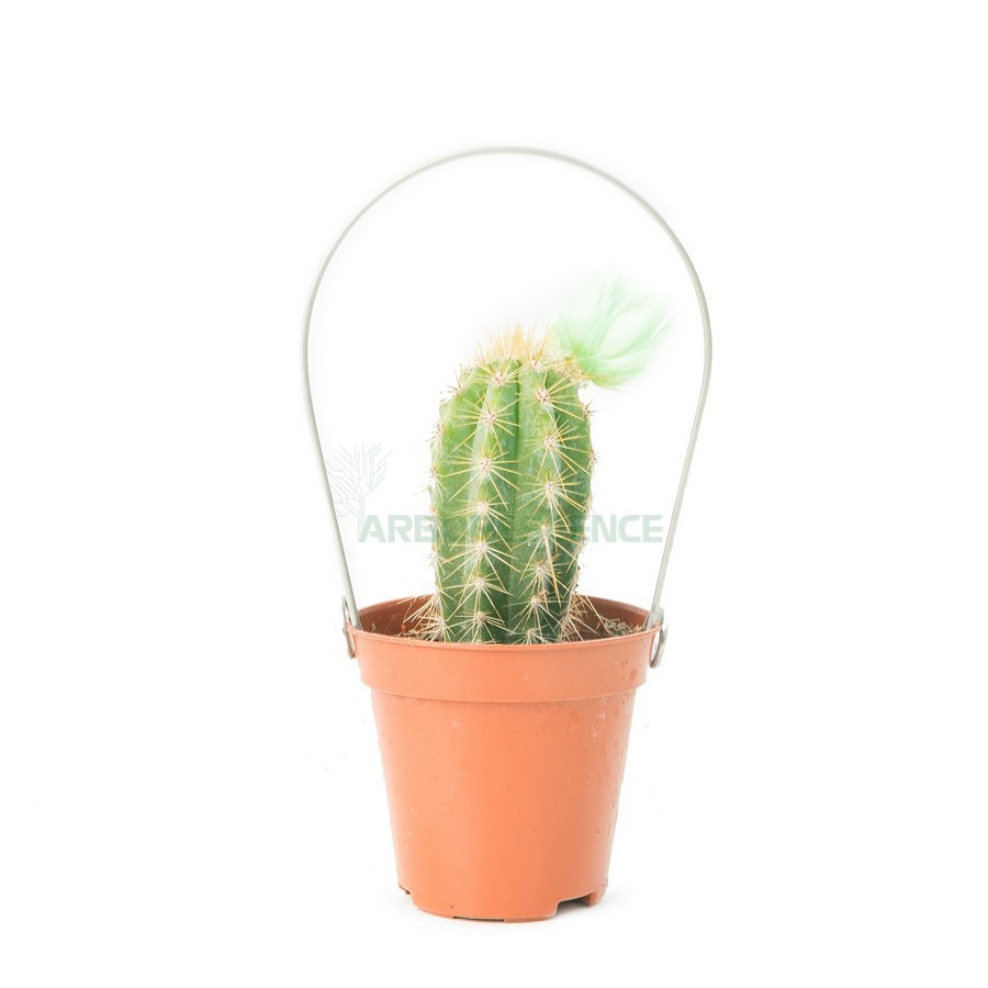 Cactus Varié Decor — plante et accessoire de jardin à Marrakech