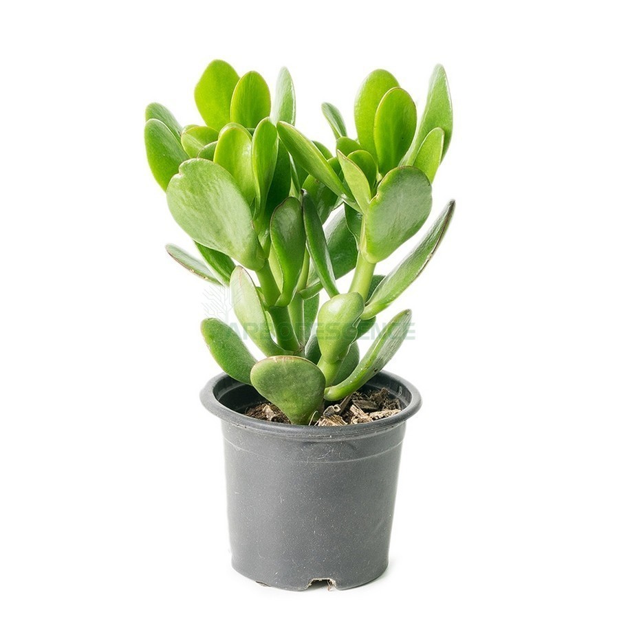 Crassula — plante et accessoire de jardin à Marrakech