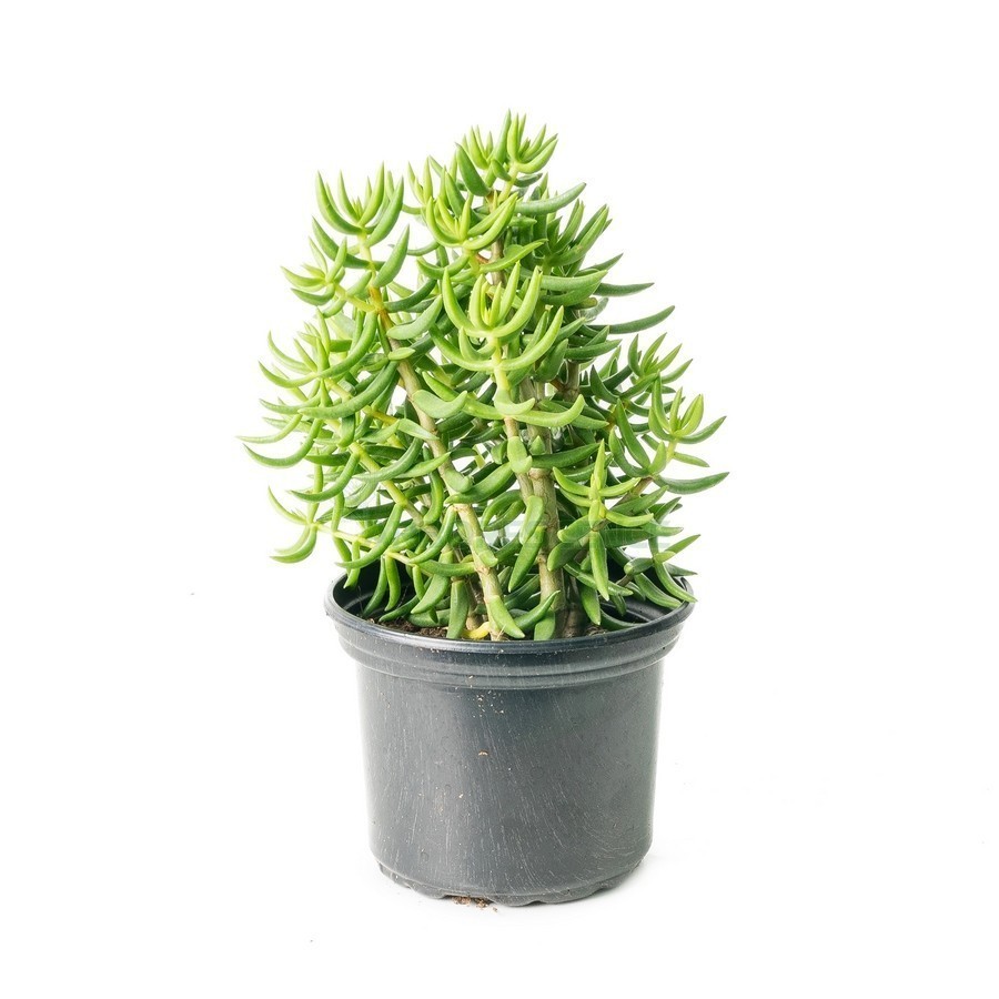 Crassula Tetragona — plante et accessoire de jardin à Marrakech