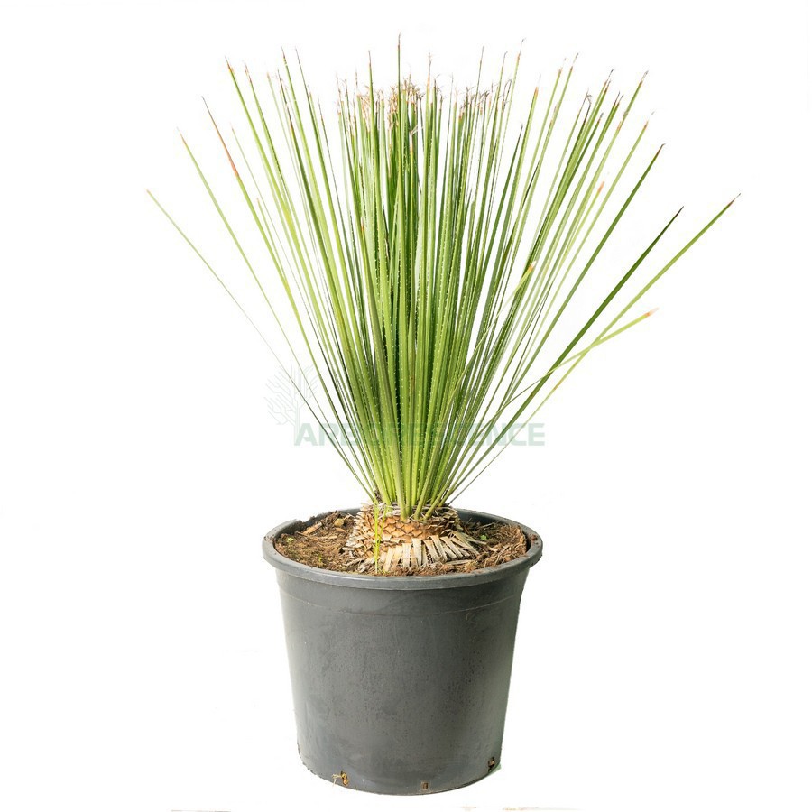 Dasylirion Longissimum — plante et accessoire de jardin à Marrakech