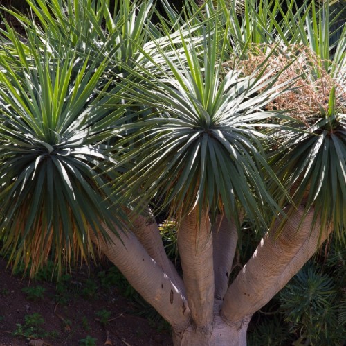 Dracaena Draco — plante et accessoire de jardin à Marrakech