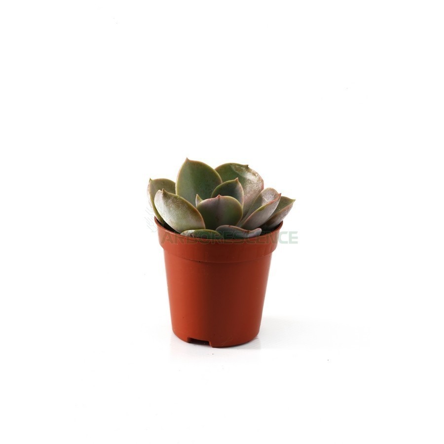 Echeveria — plante et accessoire de jardin à Marrakech