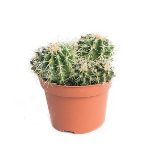 Echinocactus Grusonii — plante et accessoire de jardin à Marrakech
