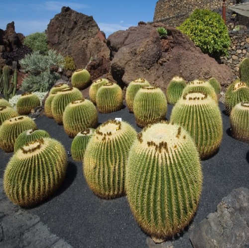 Echinocactus Grusonii (Touffe) — plante et accessoire de jardin à Marrakech