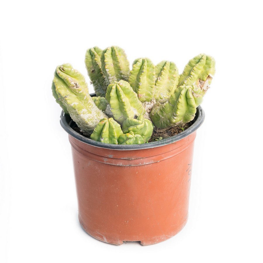 Echinocactus Viereckii Morricalii — plante et accessoire de jardin à Marrakech