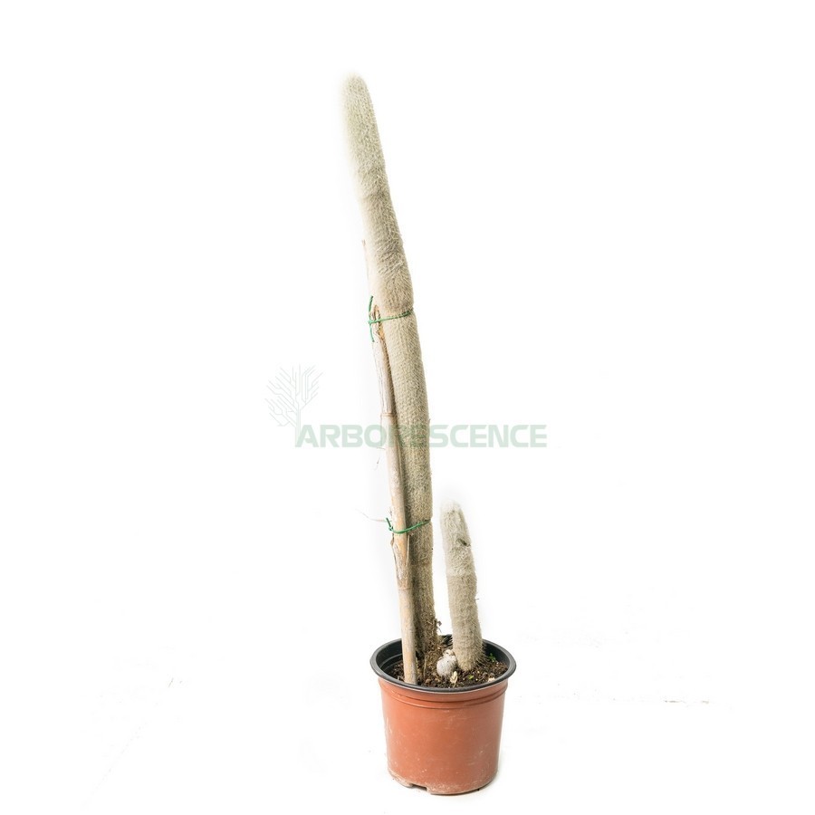 Espostoa Lanata — plante et accessoire de jardin à Marrakech