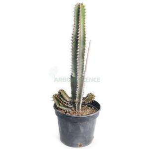 Euphorbia Canariensis — plante et accessoire de jardin à Marrakech
