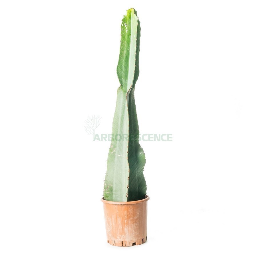 Euphorbia Candelabrum — plante et accessoire de jardin à Marrakech