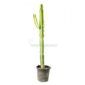 Euphorbia Erythrea — plante et accessoire de jardin à Marrakech