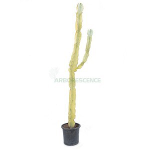 Euphorbia Ingens (Touffe) — plante et accessoire de jardin à Marrakech