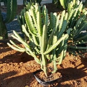 Euphorbia Lactea Ramifiee — plante et accessoire de jardin à Marrakech