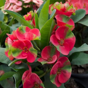 Euphorbia Milii — plante et accessoire de jardin à Marrakech