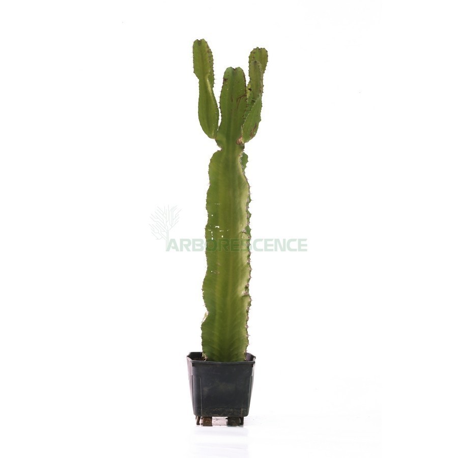 Euphorbia Spinanera — plante et accessoire de jardin à Marrakech