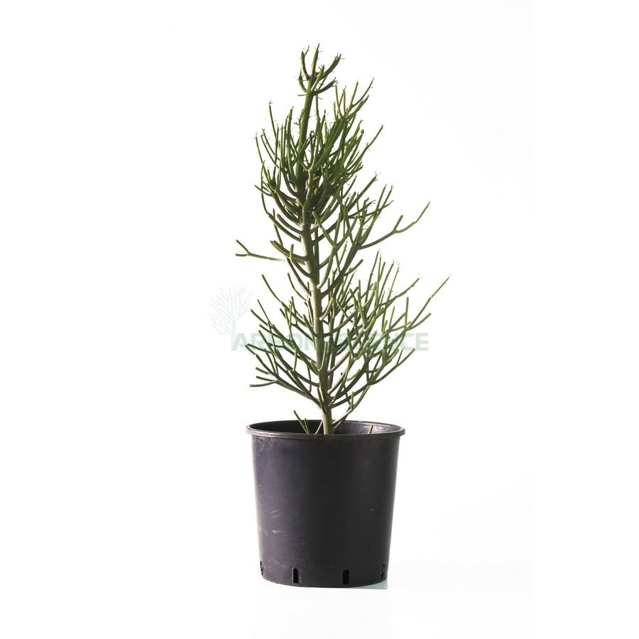 Euphorbia Tirucalli — plante et accessoire de jardin à Marrakech