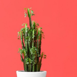 Euphorbia Trigona — plante et accessoire de jardin à Marrakech
