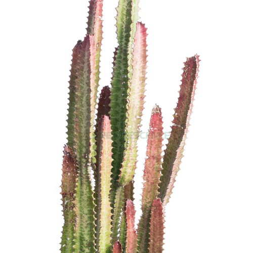 Euphorbia Trigona Rubra — plante et accessoire de jardin à Marrakech