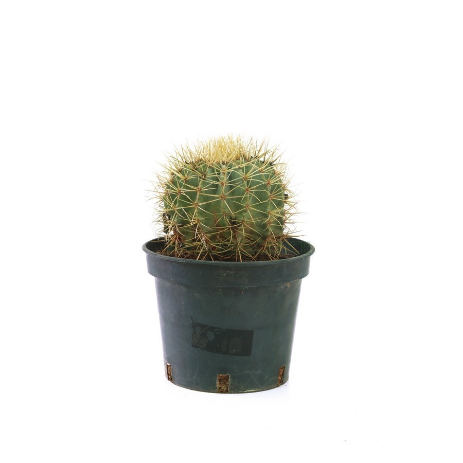 Ferocactus Glaucescens — plante et accessoire de jardin à Marrakech