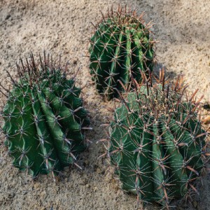 Ferocactus Pilosus — plante et accessoire de jardin à Marrakech