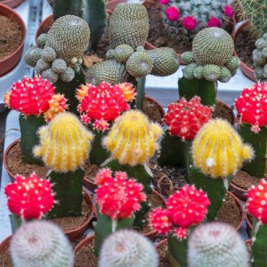 Gymnocalyc. Brasil Gem — plante et accessoire de jardin à Marrakech