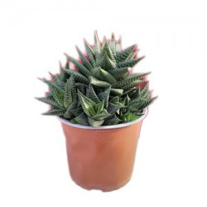 Haworthia — plante et accessoire de jardin à Marrakech