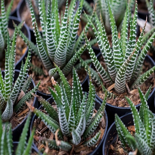Haworthia Fasciata — plante et accessoire de jardin à Marrakech
