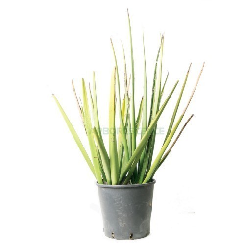 Hesperaloe Funifera — plante et accessoire de jardin à Marrakech